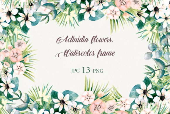 Actinidia Flowers. Watercolor Frames. Illustrations