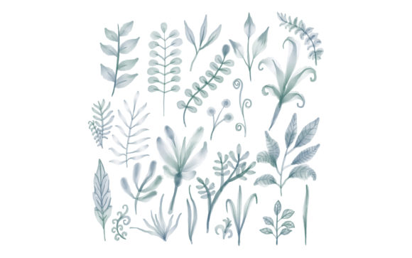 Botanical Floral Watercolor Isolated Illustrations