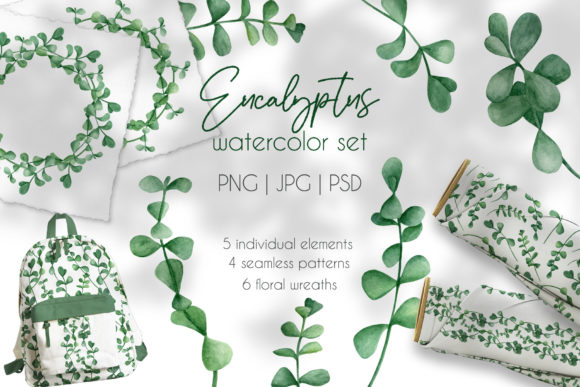Eucalyptus Watercolor Clipart Collection and Illustrations