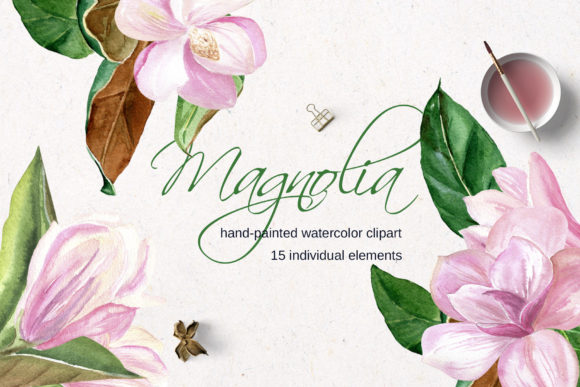 Pink Magnolia Watercolor Flower Clipart and Illustrations