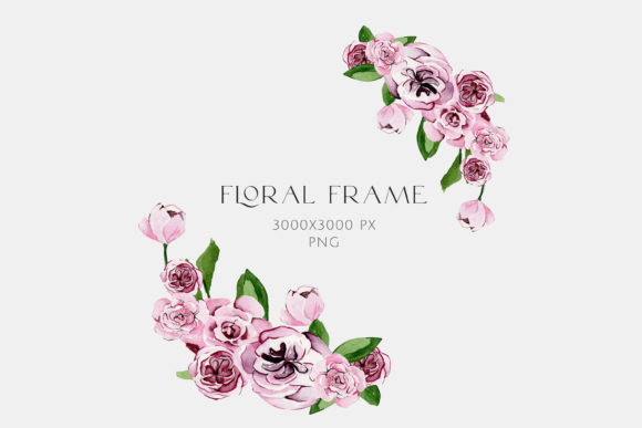 Watercolor Floral of Pink Peonies Illustrations