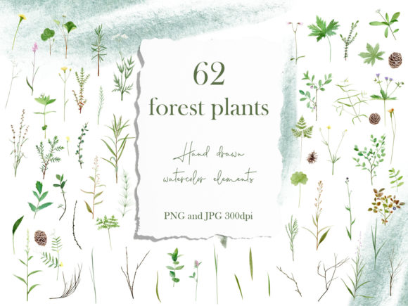 Watercolor Flower Stem Clipart and Illustrations