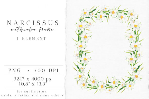 Watercolor Narcissus Frame Clipart and Illustrations