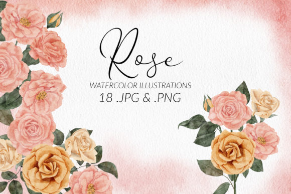 Watercolor Rose Flower Illustration Set and Illustrations