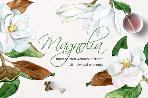 White Watercolor Magnolia Flower Clipart and Illustrations